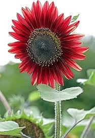 Maroon Sunflower Flower 