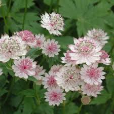 Astrantia Flowers Seeds 
