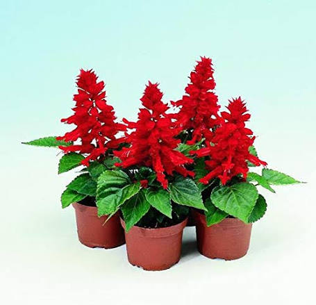 Red Grevillea Flower Seeds