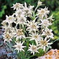 White Edelweiss Flower Seeds Exotic Flowering Plants Colorful Backyard Beauty Seeds for Planting - Heirloom Non GMO High