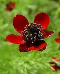 Adonis Flower Seeds 