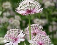 Pink Astrantia Flower Flower Seeds - Heirloom Non GMO High Germination Organic Garden Planting Seeds
