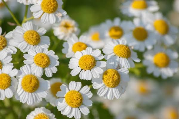 Mutterkraut Flower Seeds – Exotic Flowering Plants for Vibrant Garden Beauty