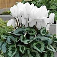 White Cyclamen Flower Seeds - Heirloom Non GMO High Germination Flower Seeds for Home Garden Planting