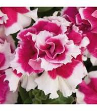 White Double Petunia Flower Seeds for Planting - Heirloom Non GMO High Germination Garden Seeds for Planting