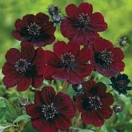 Maroon Rose Flower Seeds - Heirloom Non GMO Premium Garden Seeds for Planting and Home Gardening