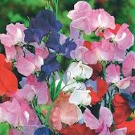 Pink Lathyrus Flower Seeds Easy Grow Blossoms for Home Garden Decoration, Heirloom Non-GMO High Germination Seeds for