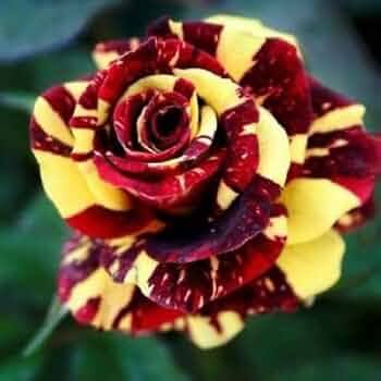 Red Yellow Rose Flower Seeds 