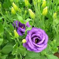 Purple Eustoma Flower Seeds