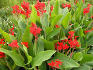 Canna Flower Seeds - Heirloom, Non-GMO, High Germination Flower Seeds for Planting