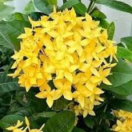 Yellow Forsythia Flower Seeds Exotic Plants Seeds for Planting High Germination Organic Garden Seeds - Heirloom Non GMO
