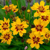 Red Coreopsis Flower Seeds - Heirloom Non GMO High Germination Flower Seeds for Planting