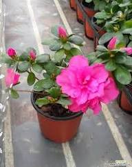 Pink Dombeya Flower Seeds - Heirloom, Non-GMO, High Germination Flower Seeds for Planting