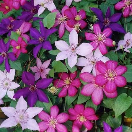 Clematis Flower Premium 