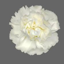 White Carnation Flower Seeds