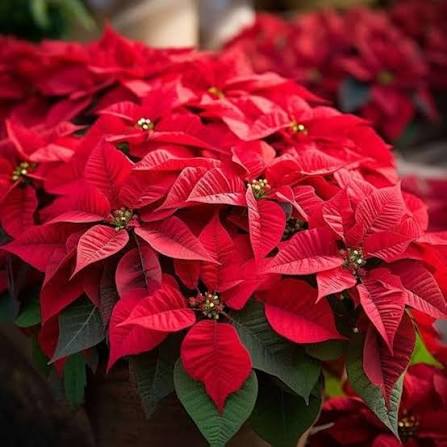 Red Poinsettia Flower Seeds 