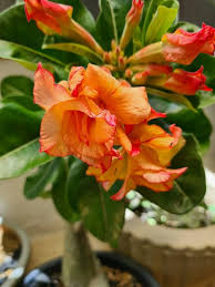 Orange Desert Rose Flower Seeds 