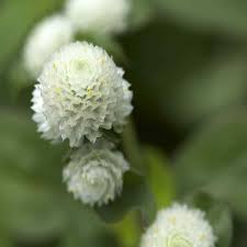 Gomphrena Flower Seeds