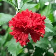 Double Balsam Flower Seeds - Heirloom, Non-GMO, High Germination Flower Seeds for Planting