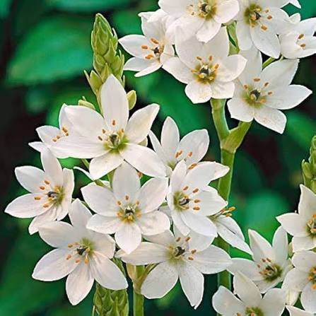 White Ornithogalum Saundersiae Flower  seeds