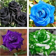 Mixed Rose Flower 