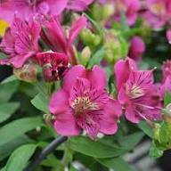 Pink Alstroemeria Flower Seeds Backyard Beauty Seeds