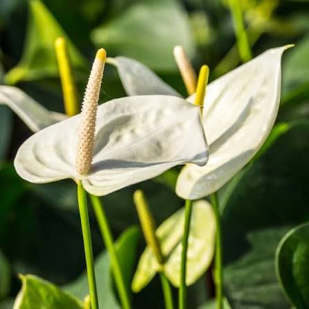 White Anthurium Flower Seeds 