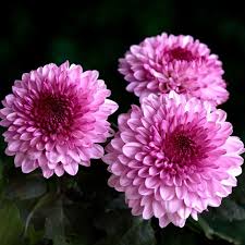 Pink Giant Chrysanthemum Flower Seeds Exotic Flowering Plants for Vibrant Backyard Beauty Seeds for Planting Heirloom No