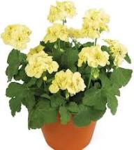 YELLOW IVY GERANIUM FLOWER SEEDS HEIRLOOM NON-GMO HIGH GERMINATION ORGANIC GARDEN SEEDS FOR PLANTING