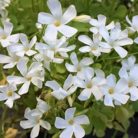 White Oxalis Flower Seeds 