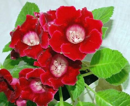 Red Gloxinia Flowers Seeds