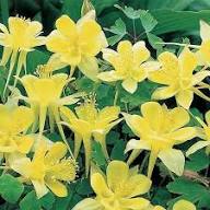 Yellow Aquilegia Flower Seeds for Planting - Fresh Growing Aquilegia Seeds for Home Garden