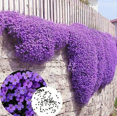 Purple Cress Flower Seeds
