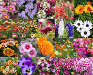 Mixed Perennial Flower Seeds - Heirloom Non GMO High Germination Organic Flower Seeds for Planting