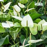 White Anthurium Flower Flower Seeds - Heirloom Non GMO High Germination Organic Garden Planting Seeds