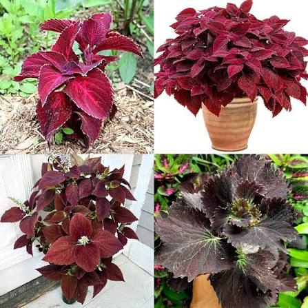 Red Coleus Flower seeds