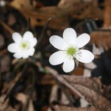 White Hepatica Flower Seeds