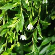 White Sollya Heterophylla Flower Flower Seeds - Heirloom Non GMO High Germination Organic Garden Planting Seeds
