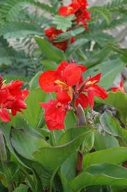 Red Canna Lily Flower Seeds