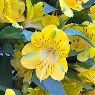 Yellow Alstroemeria Rare Blooming Plants for Balcony and Patio Gardening for Colorful for Planting Heirloom Non-GMO H