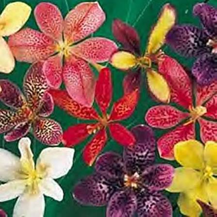Pardancanda Flower