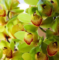Green Blooming Orchid Flower Flower Seeds - Heirloom Non GMO High Germination Organic Garden Planting Seeds
