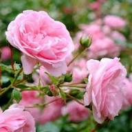 Damask Rose Flower Seeds - Heirloom Non GMO High Germination Flower Seeds for Planting