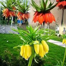 Kaiserkrone Flower Seeds 