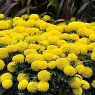 Yellow Marigold Flower Fresh Ringelblumen Planting Flower Seeds Home Garden Planting Seeds for Planting Heirloom