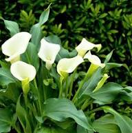 White CallaLilly Flower Seeds