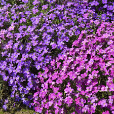 Purple Organic Cress Flower Rare Blooming Plants for Planting Heirloom Non-GMO High Germination Organic Garden for Ba