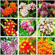 Mixed Asclepias Flower Seeds