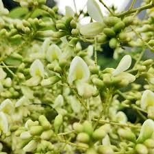 Sophora Flower Seeds