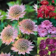 Mixed Astrantia Flower Seeds Premium Floral Seeds - Heirloom Non GMO High Germination Organic Garden Seeds for